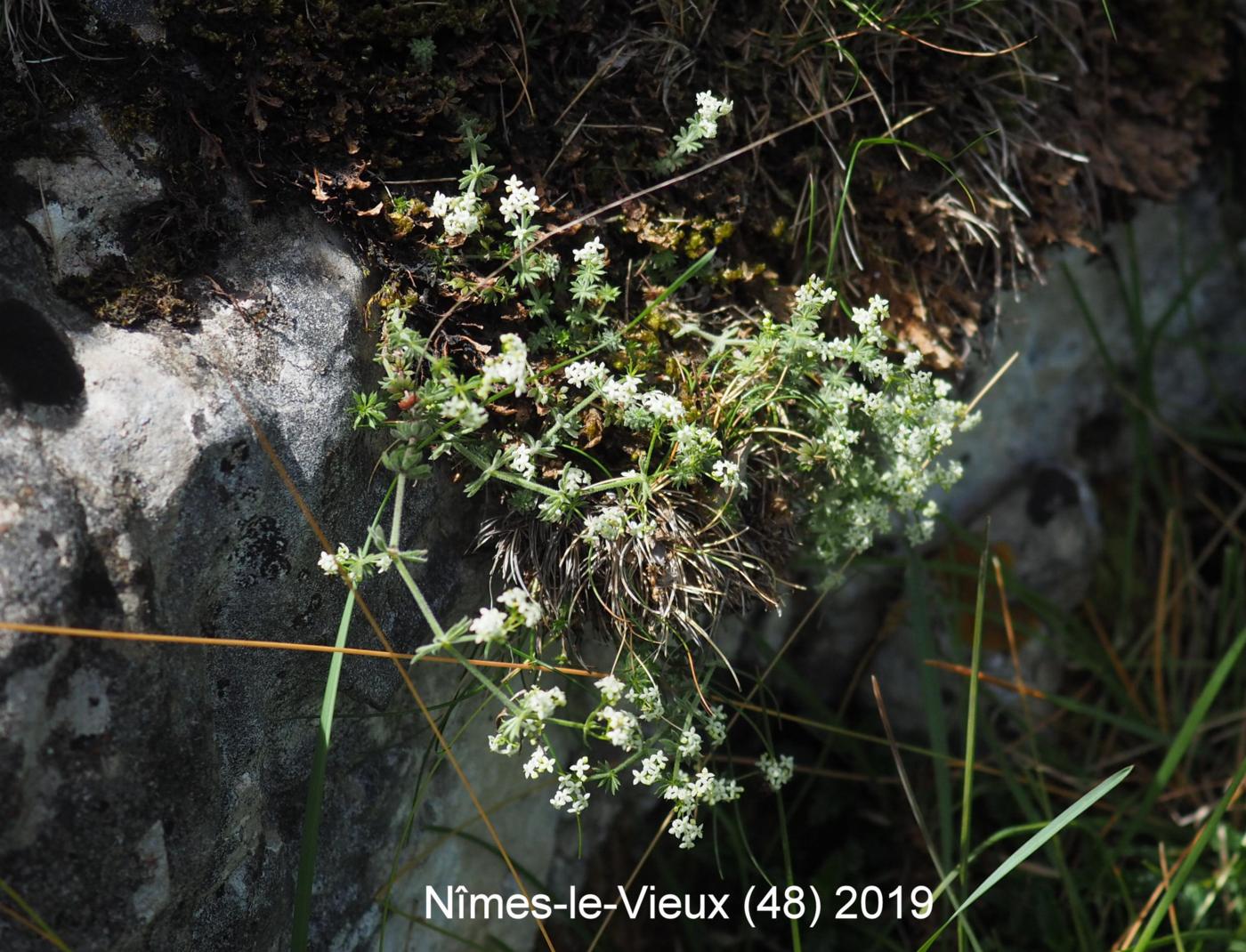 Bedstraw, [Unequal-leaved] plant